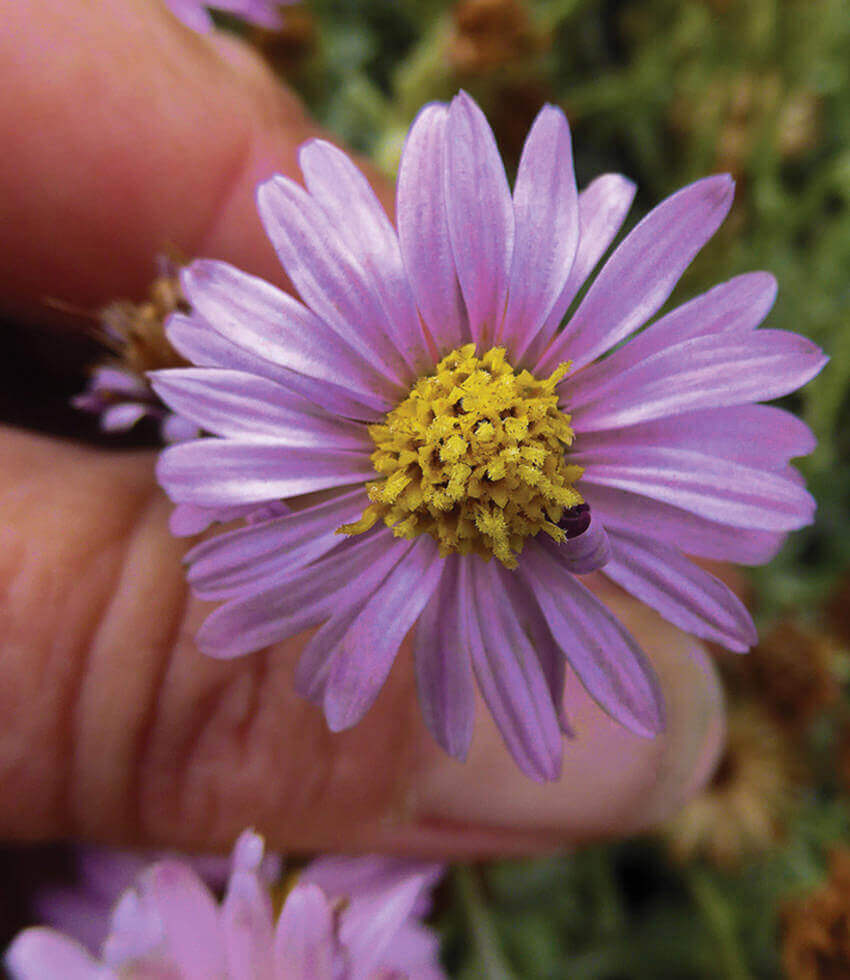 Lessingia Filaginifolia - Silver Carpet Grow Organic