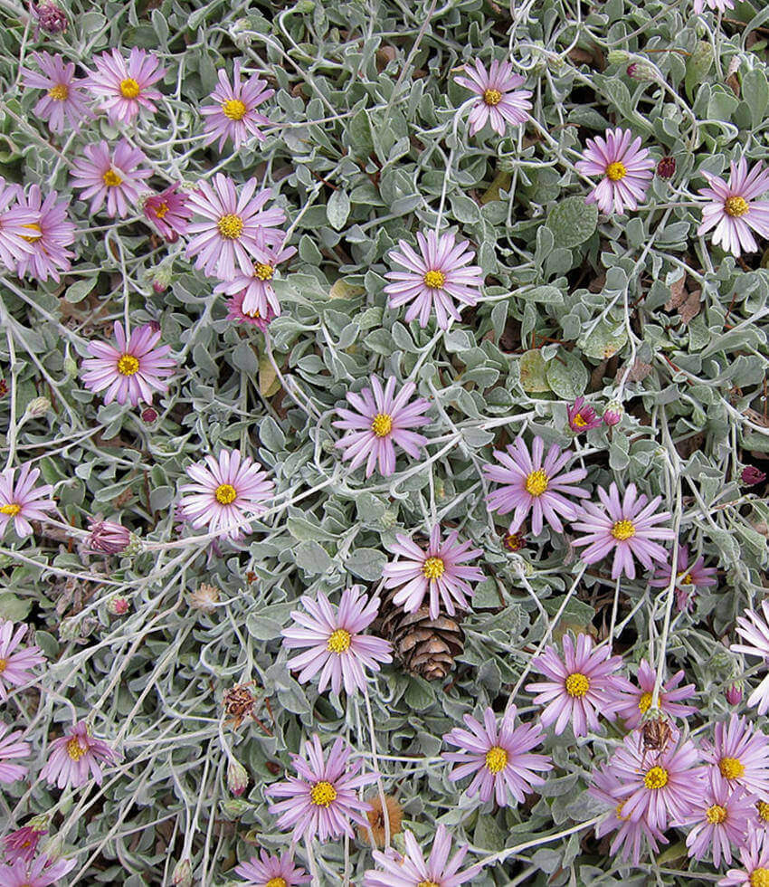 Lessingia Filaginifolia - Silver Carpet Grow Organic