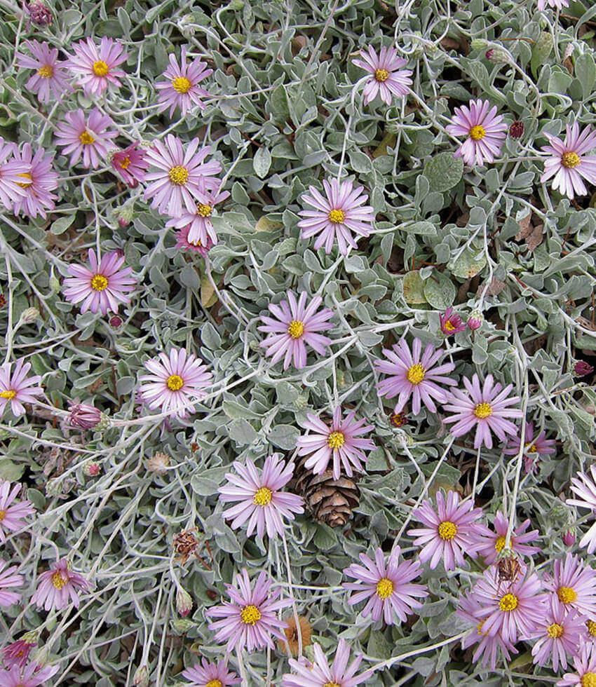 Lessingia Filaginifolia - Silver Carpet Grow Organic