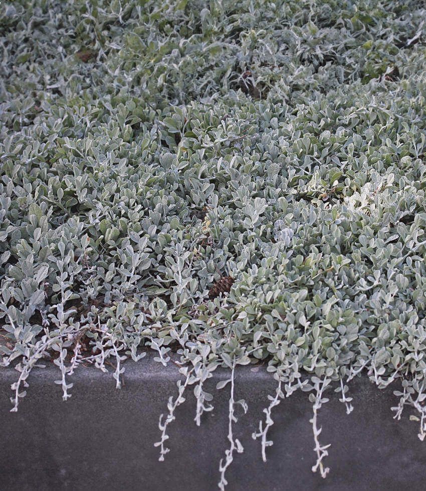 Lessingia Filaginifolia - Silver Carpet Grow Organic