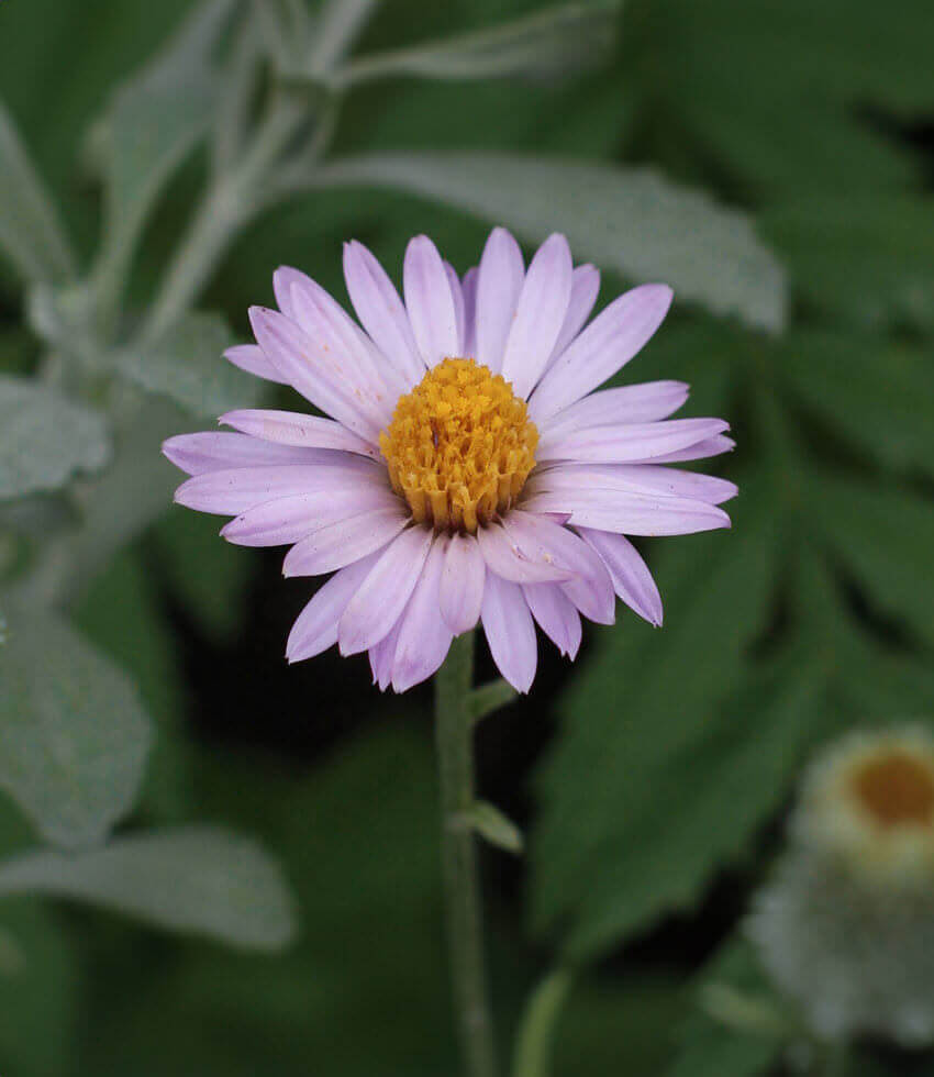 Lessingia Filaginifolia - Silver Carpet Grow Organic