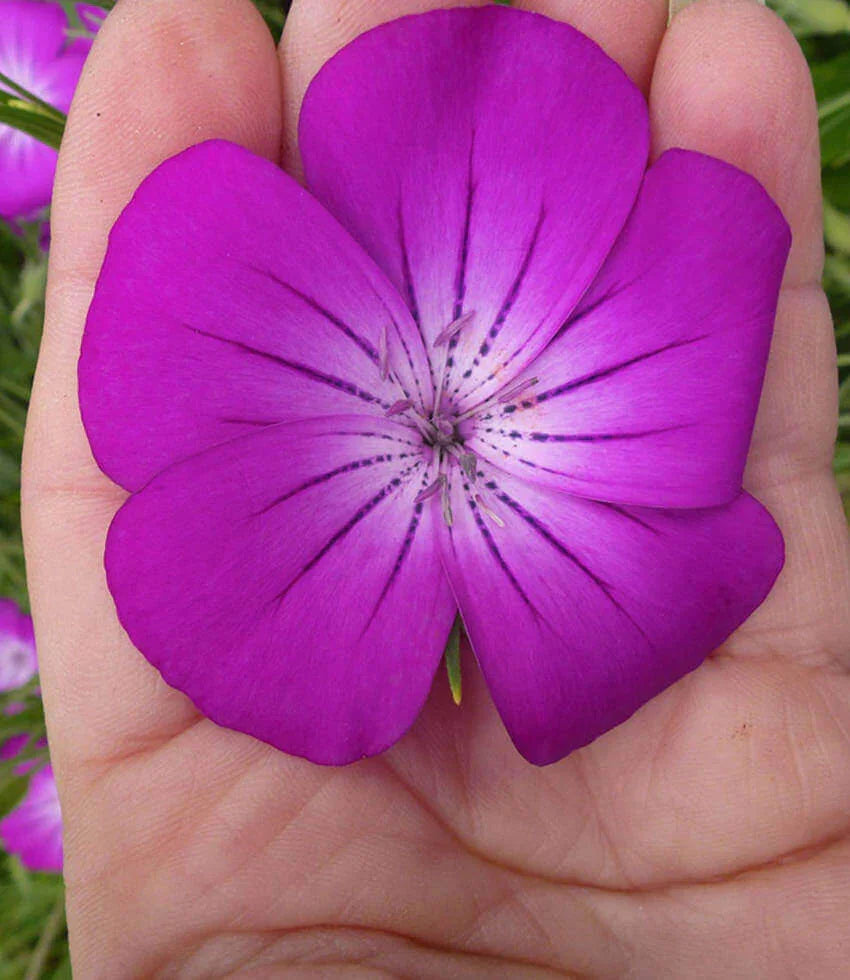 Agrostemma - Milas Grow Organic