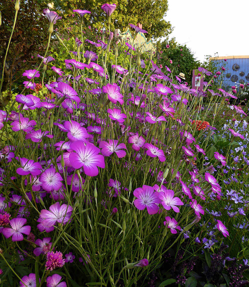 Agrostemma - Milas Grow Organic