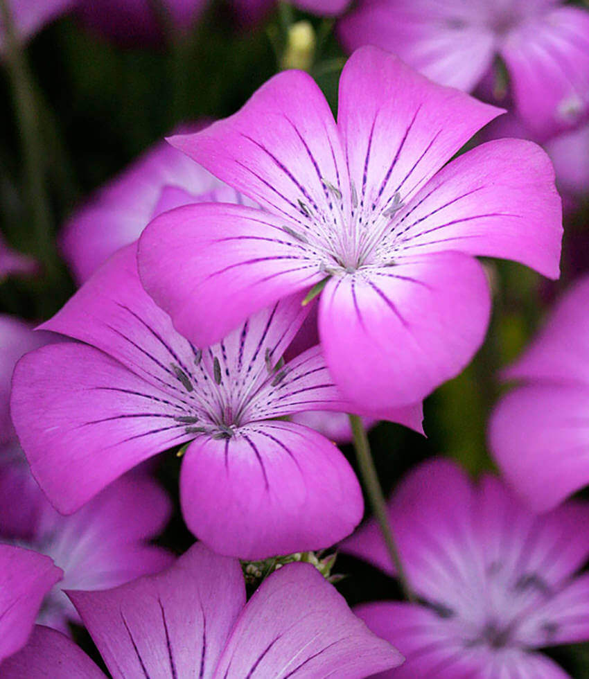 Agrostemma - Milas Grow Organic