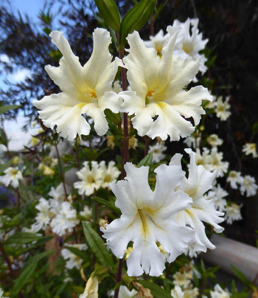 Mimulus Bifidus - White Grow Organic