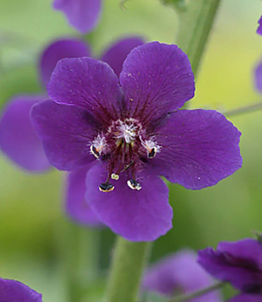 Verbascum Phoeniceum - Violetta Grow Organic