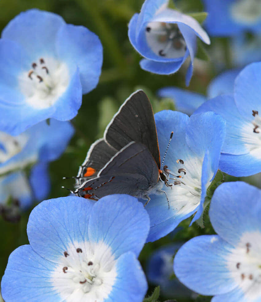 Nemophila Menziesii Grow Organic