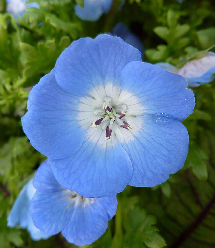 Nemophila Menziesii Grow Organic