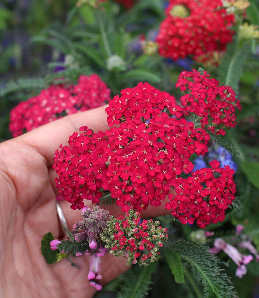 Achillea Millefolium - Red Velvet Grow Organic