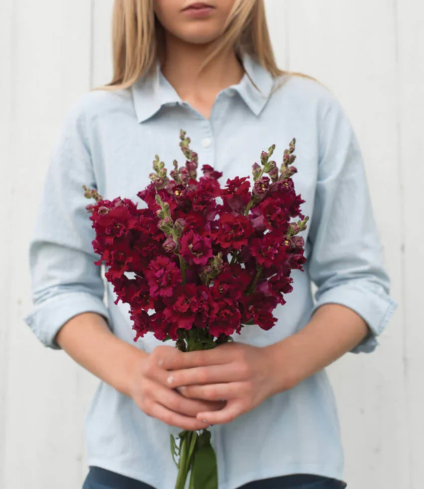 Antirrhinum Majus - Double Azalea Red Grow Organic