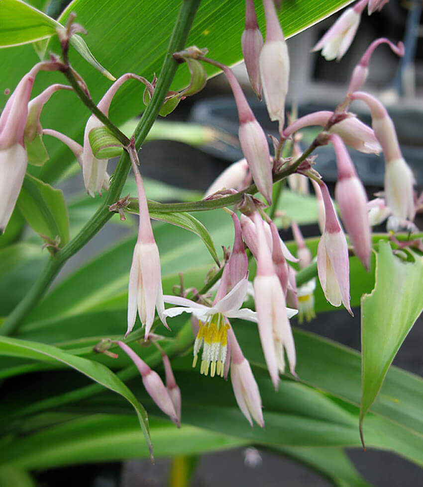 Arthropodium Cirratum - Renga Lily Grow Organic