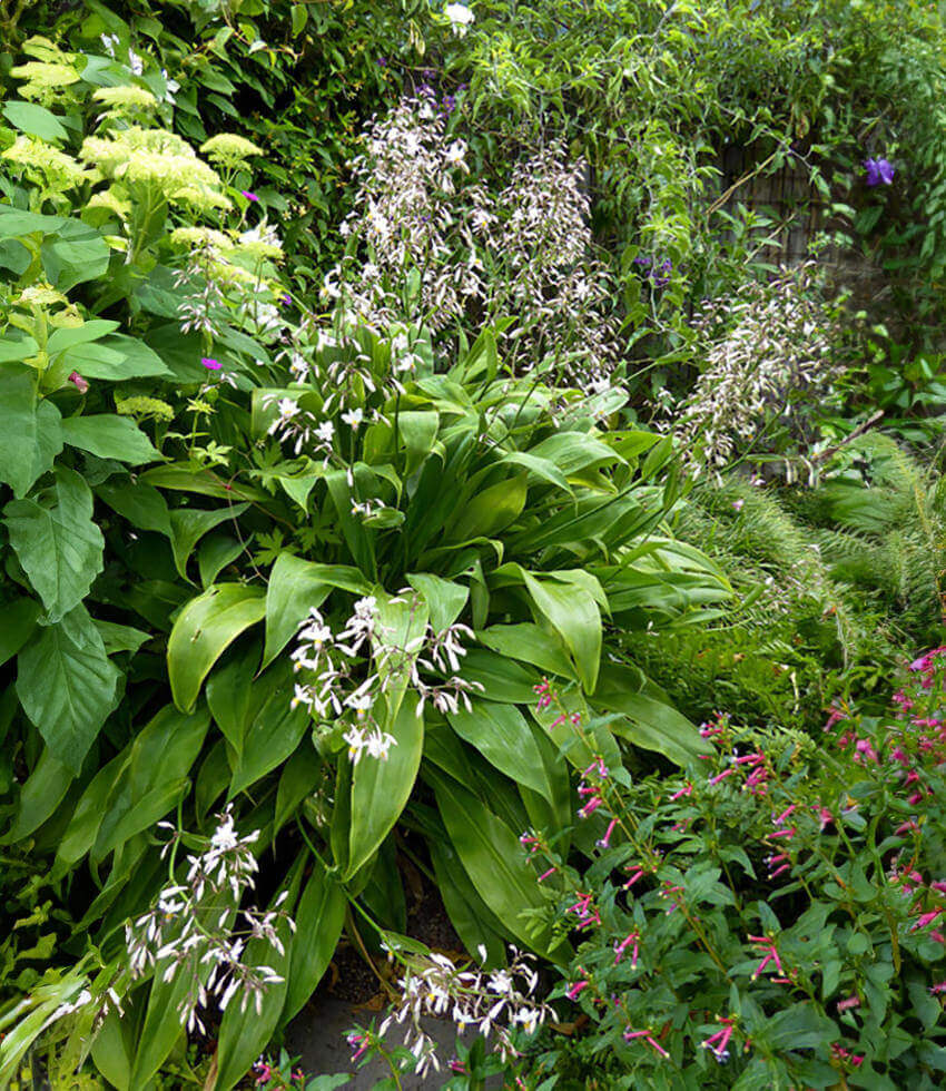 Arthropodium Cirratum - Renga Lily Grow Organic