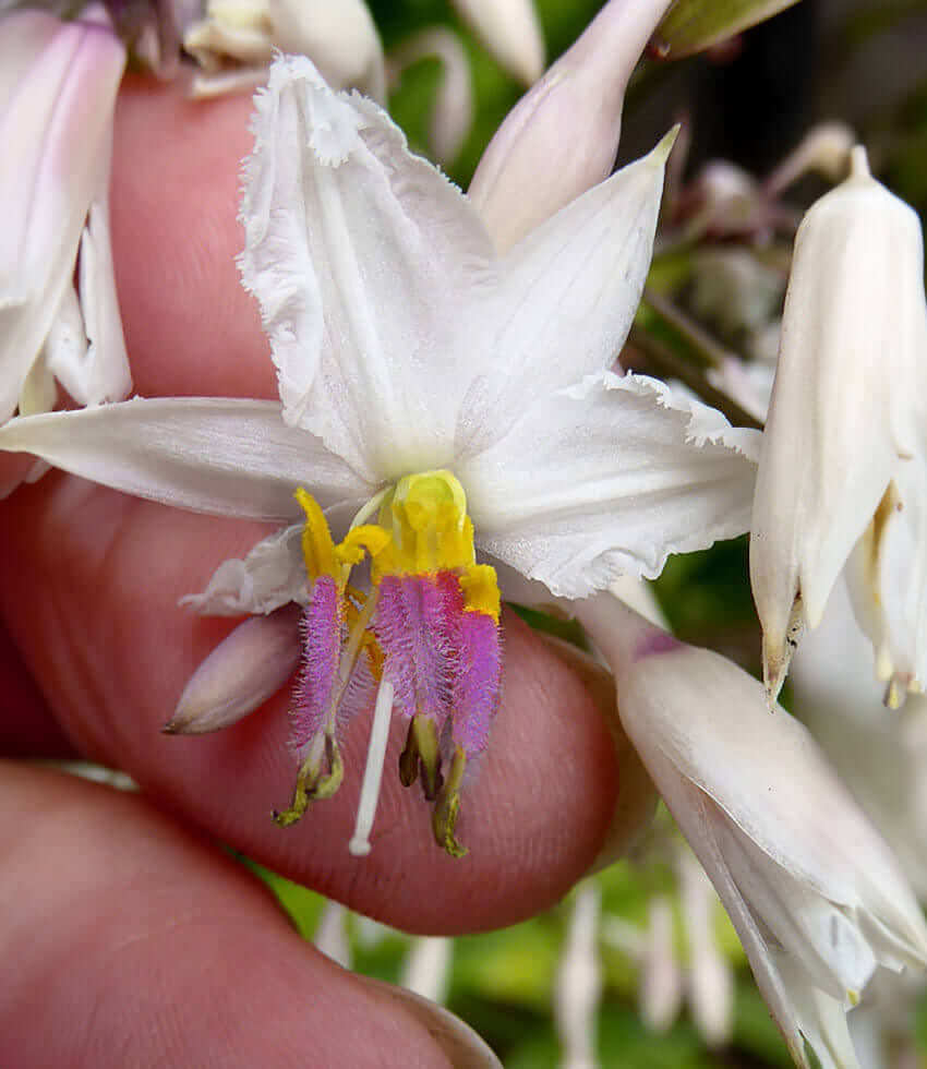 Arthropodium Cirratum - Renga Lily Grow Organic