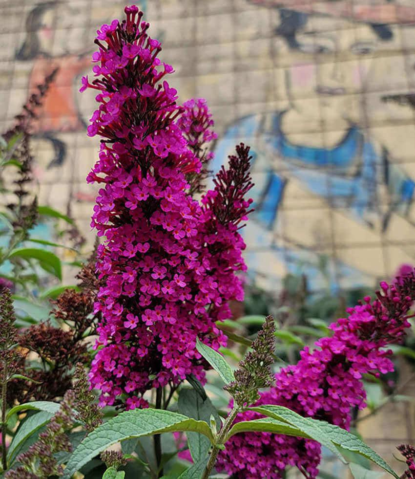 Buddleja Davidii - Hot Raspberry Grow Organic