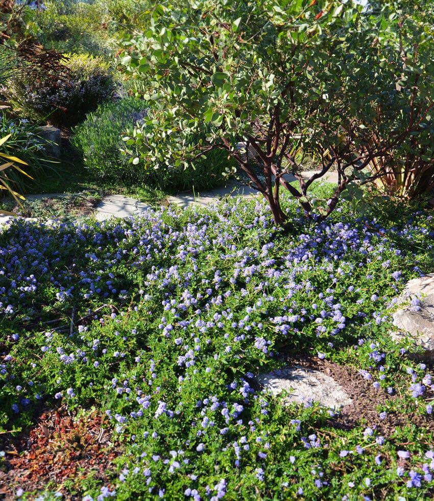 Ceanothus Hearstiorum Grow Organic