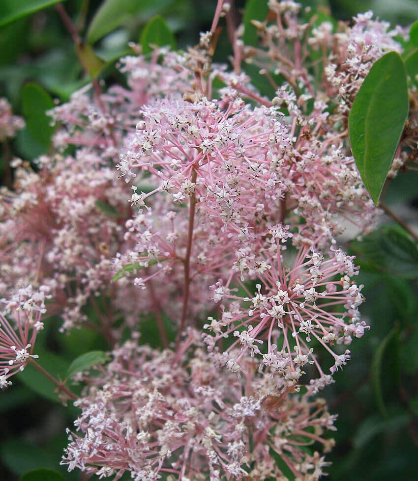 Ceanothus X Pallidus - Marie Simon Grow Organic