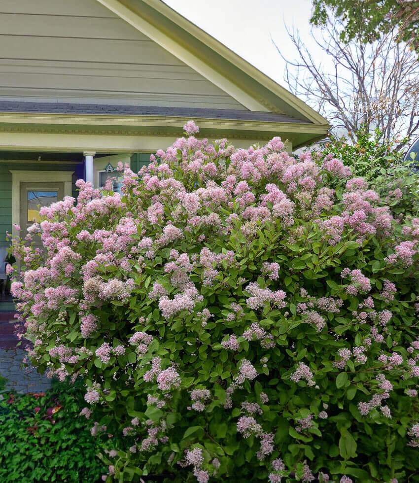 Ceanothus X Pallidus - Marie Simon Grow Organic