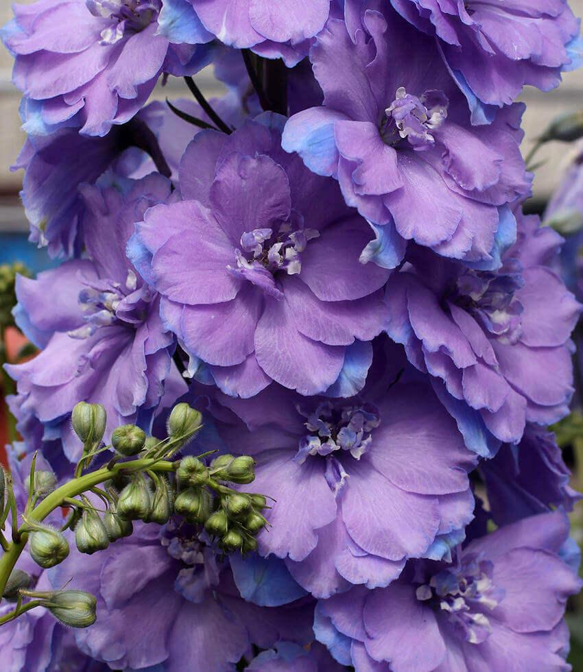 Delphinium Elatum - Morning Lights Grow Organic