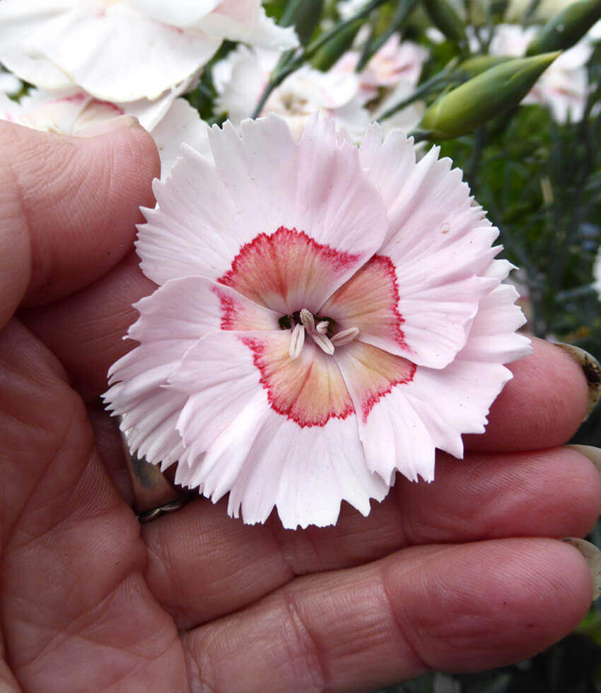 Dianthus - Georgia Peach Pie Grow Organic