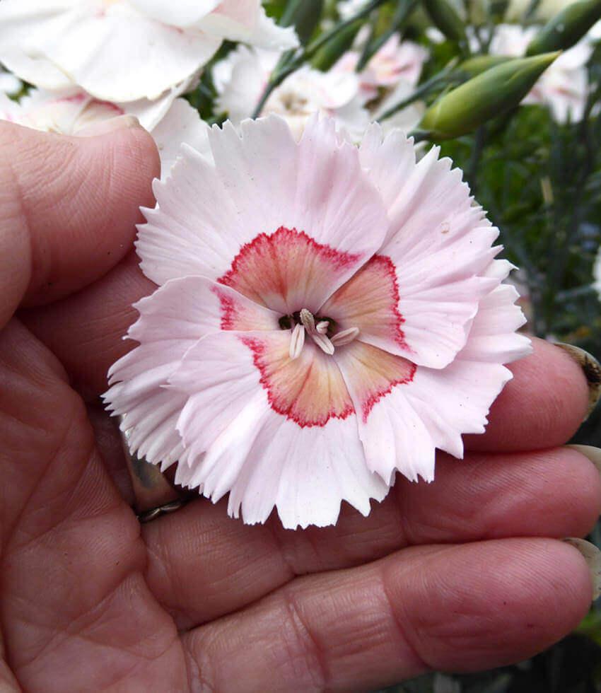Dianthus - Georgia Peach Pie Grow Organic