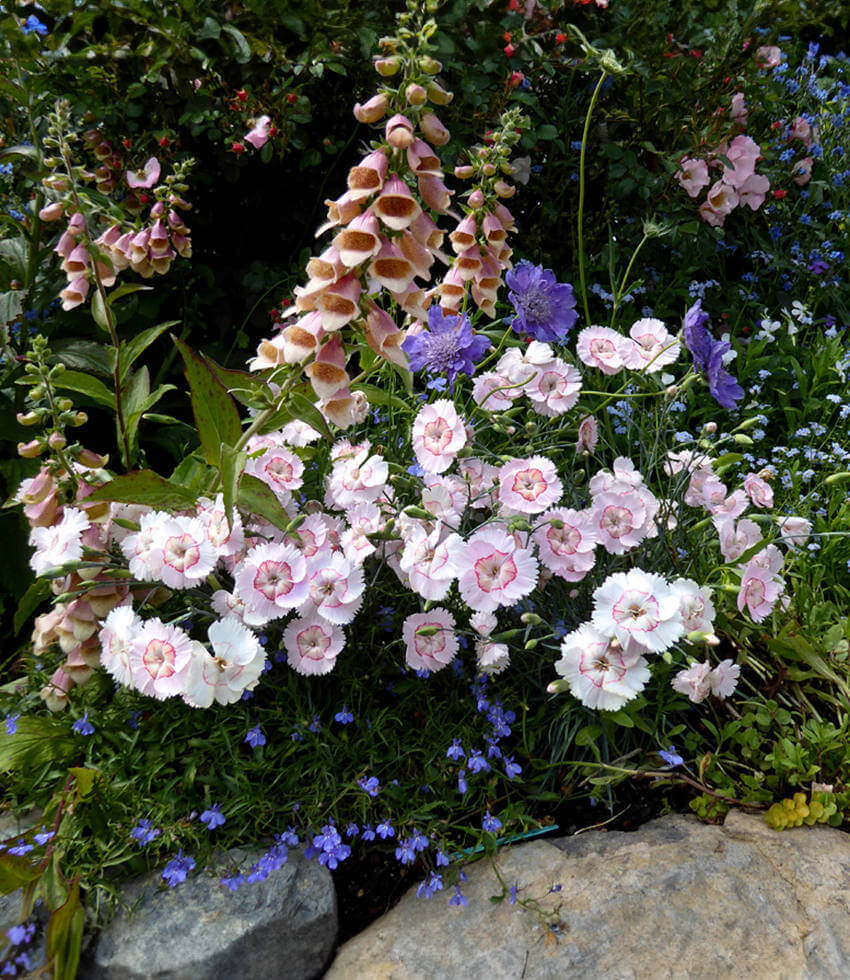 Dianthus - Georgia Peach Pie Grow Organic