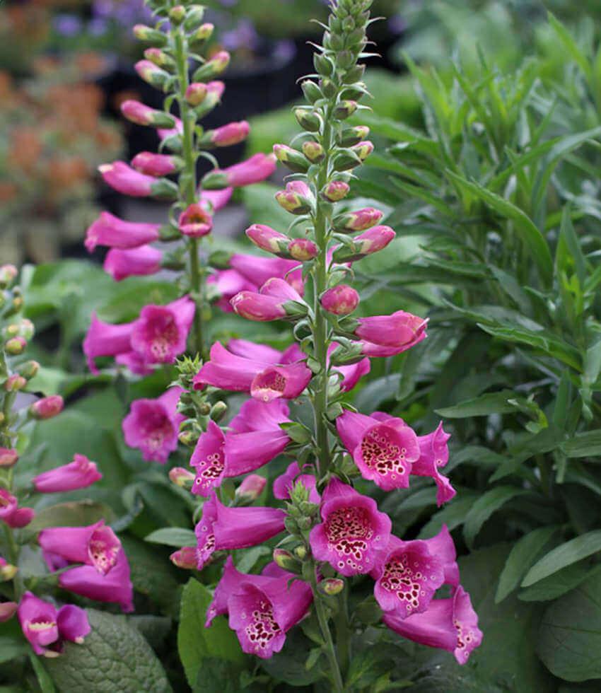 Digitalis Purpurea - Camelot Rose Grow Organic