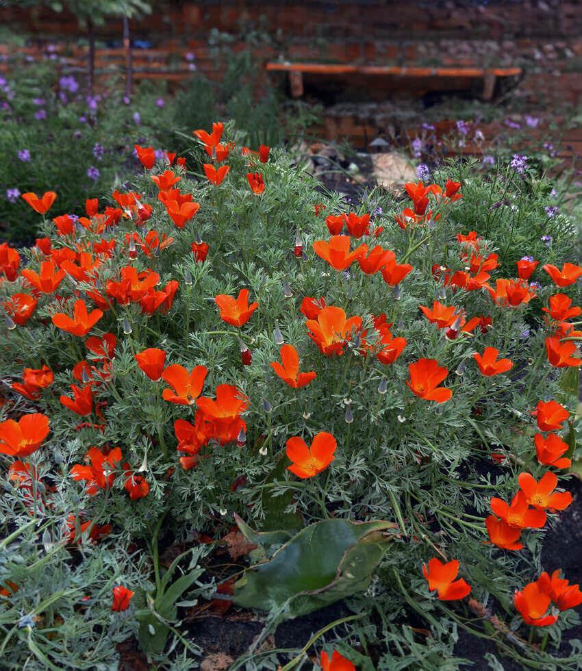 Eschscholzia Californica - Red Glow Grow Organic
