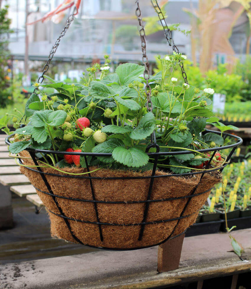 Fragaria X Ananassa - Elan Grow Organic