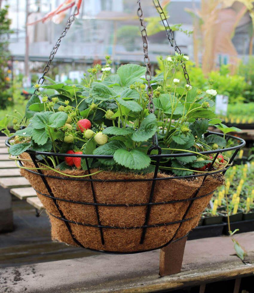 Fragaria X Ananassa - Elan Grow Organic