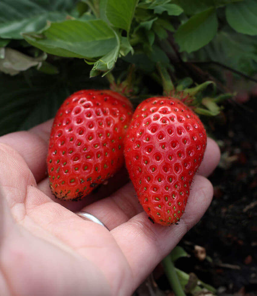 Fragaria X Ananassa - Elan Grow Organic