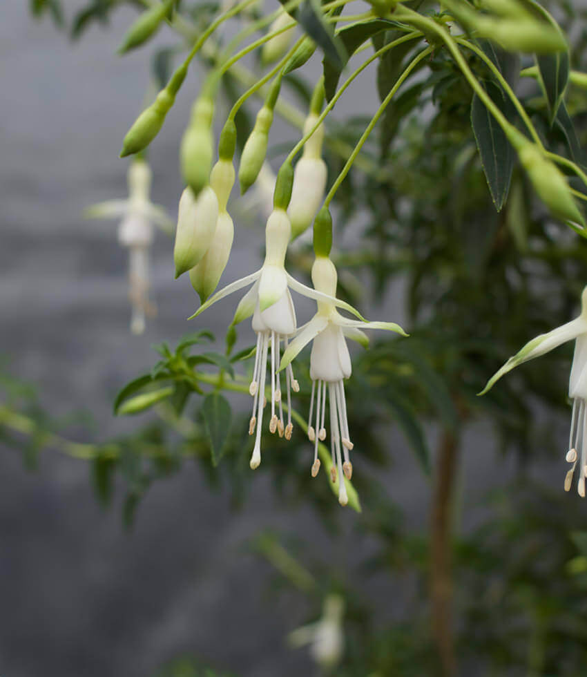 Fuchsia Magellanica - Hawkshead Grow Organic