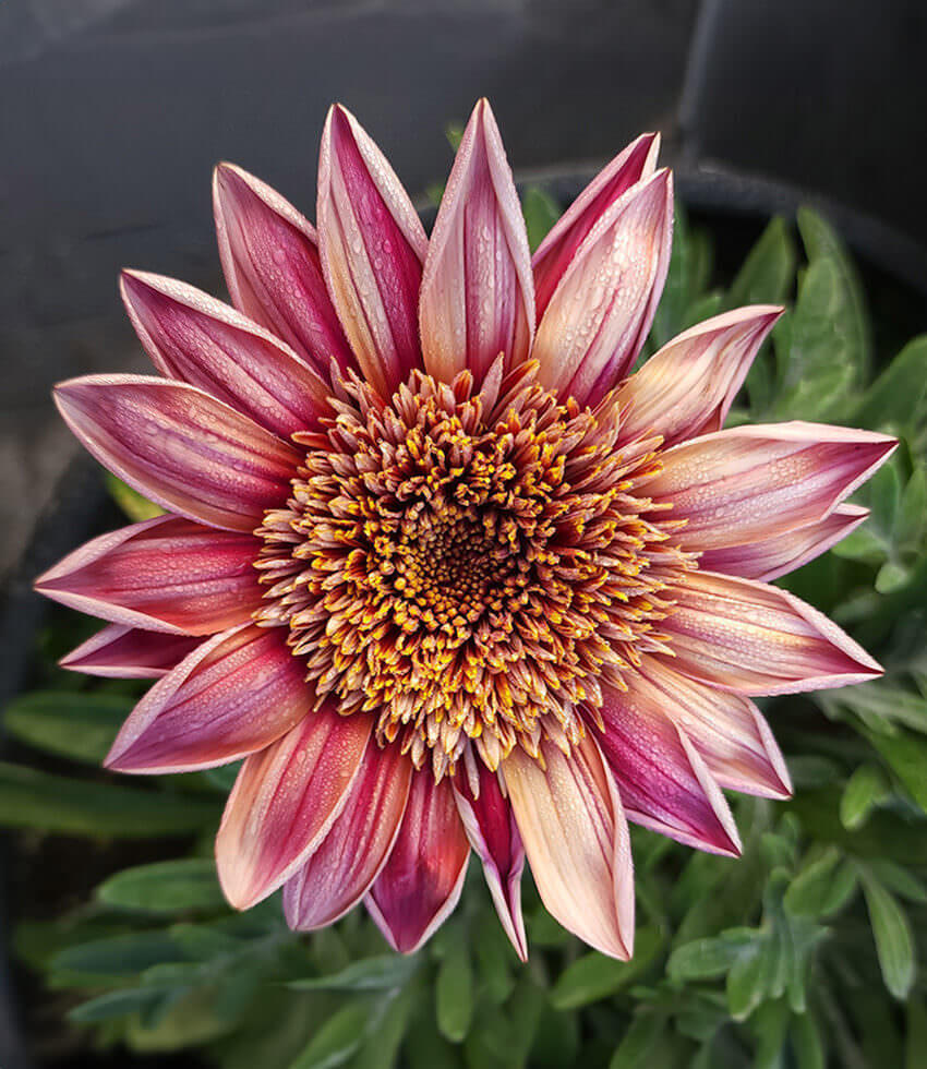 Gazania - Otomi Grow Organic