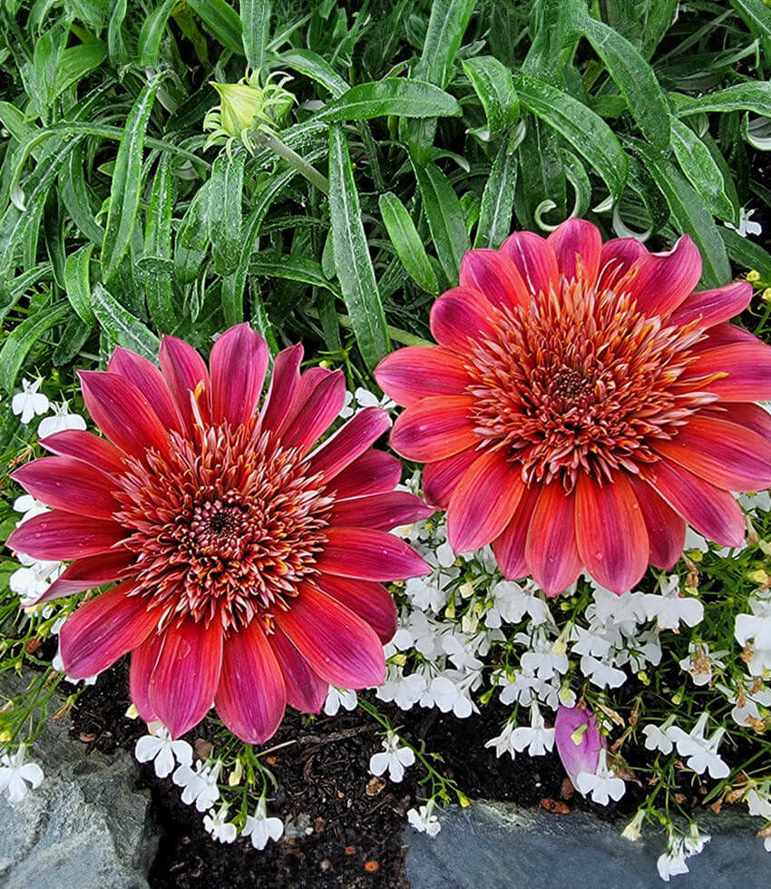 Gazania - Otomi Grow Organic
