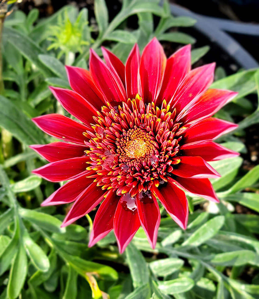 Gazania - Otomi Grow Organic