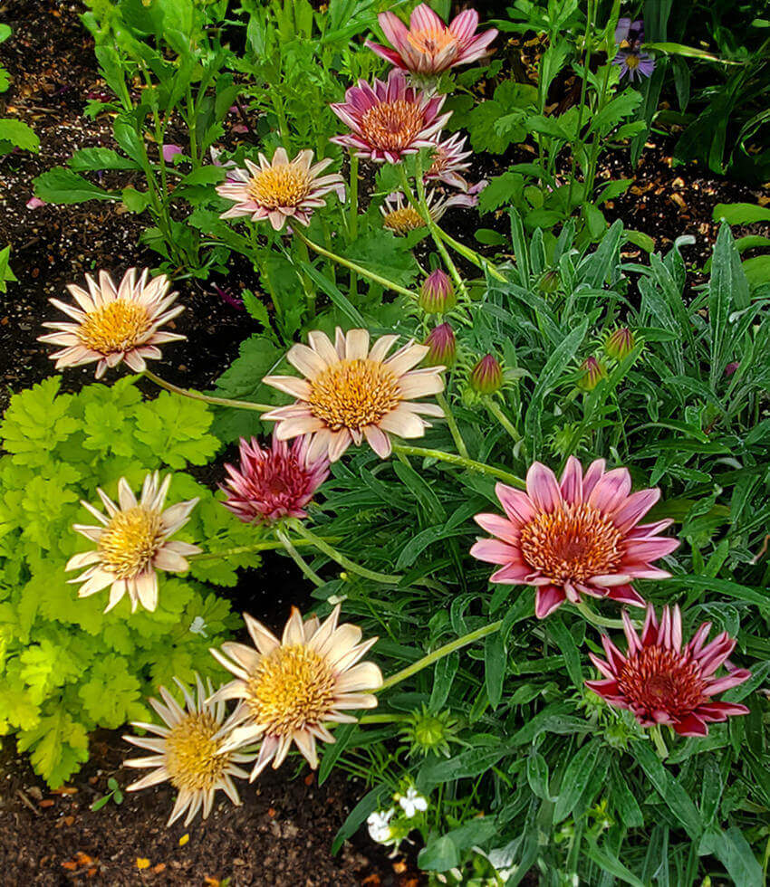 Gazania - Otomi Grow Organic