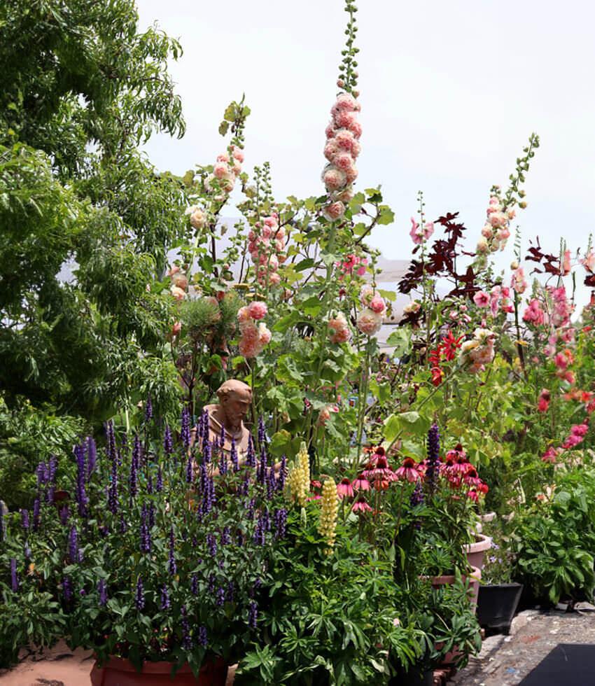 Hollyhock (alcea Rosea) - Double Apricot Grow Organic
