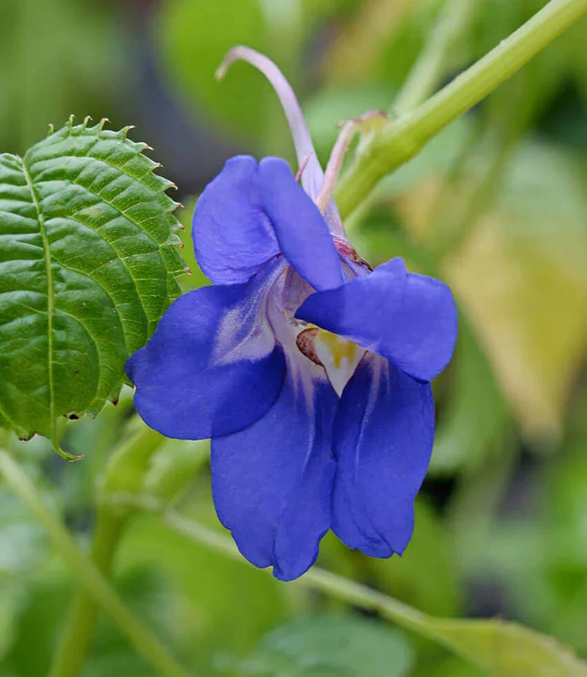 Impatiens Namchabarwensis - Blue Diamond Impatiens Grow Organic