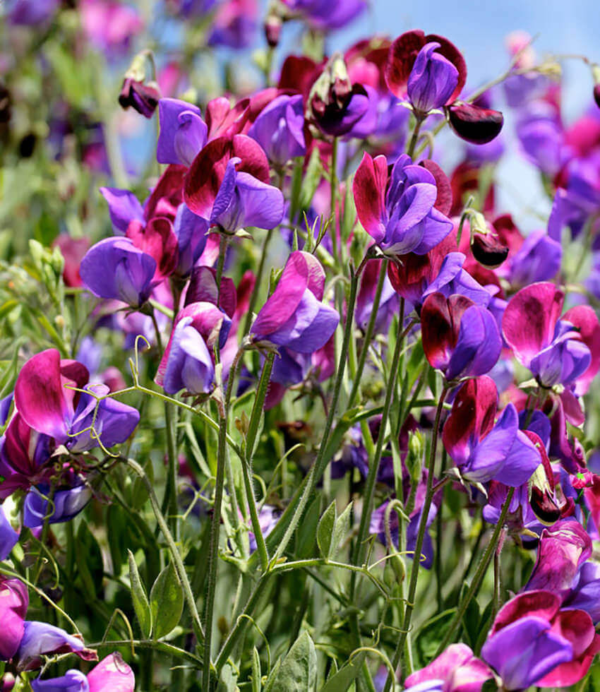 Lathyrus Odoratus - Cupani Grow Organic