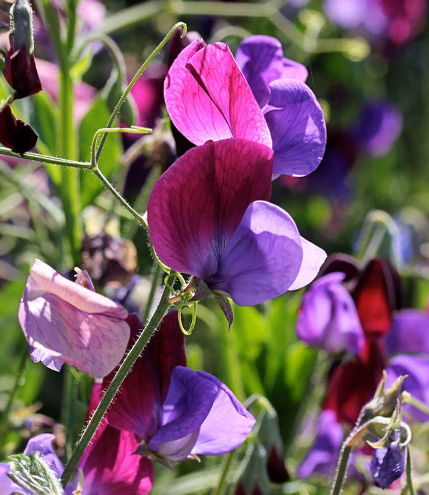 Lathyrus Odoratus - Cupani Grow Organic