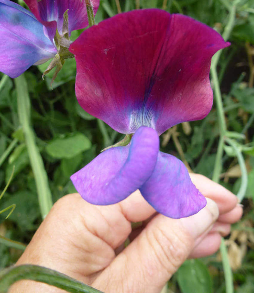 Lathyrus Odoratus - Cupani Grow Organic