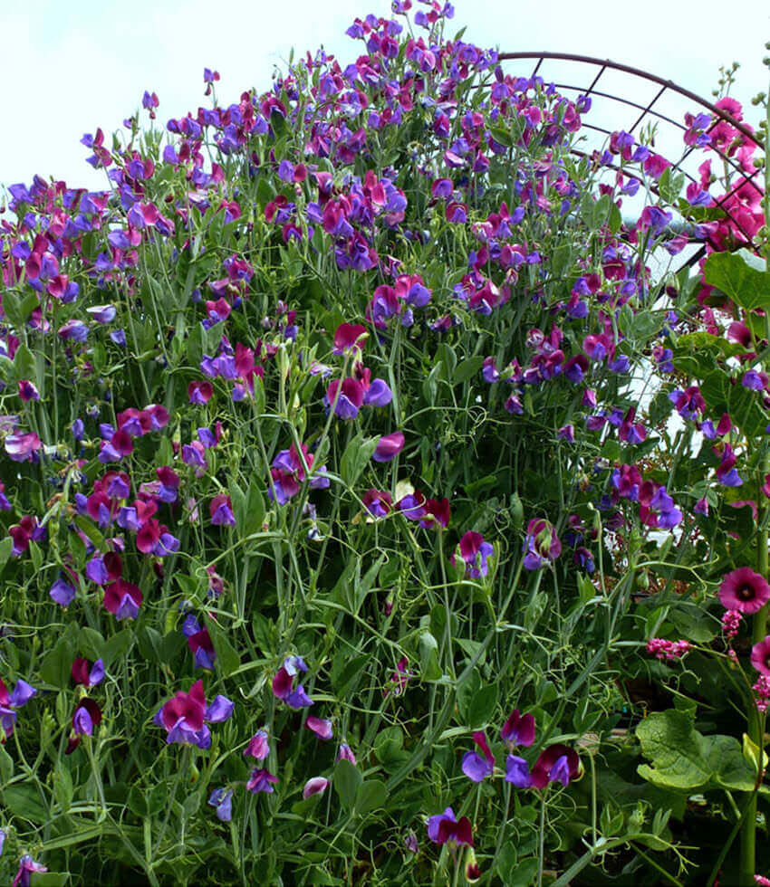 Lathyrus Odoratus - Cupani Grow Organic