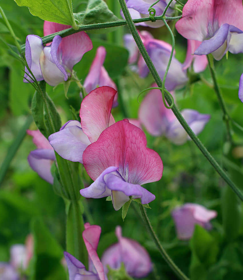 Lathyrus Odoratus - Enchante Grow Organic