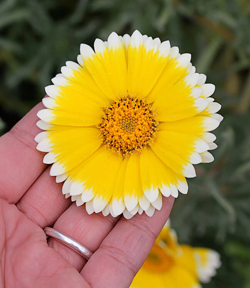 Layia Platyglossa - Tidy Tips Grow Organic