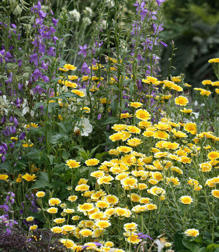 Layia Platyglossa - Tidy Tips Grow Organic