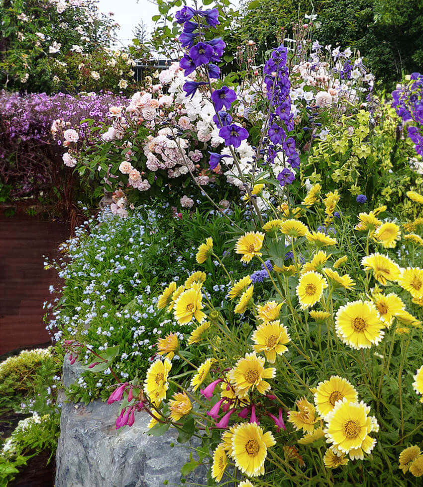 Layia Platyglossa - Tidy Tips Grow Organic