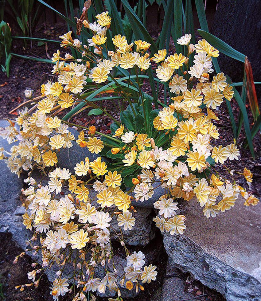 Lewisia Longipetala - Little Peach Grow Organic