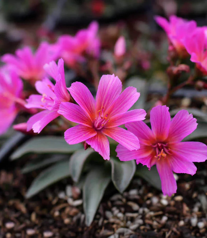 Lewisia Longipetala - Little Raspberry Grow Organic