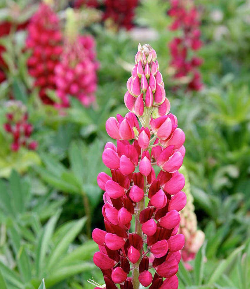 Lupinus Regalis - Morello Cherry Grow Organic