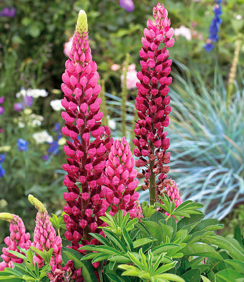 Lupinus Regalis - Morello Cherry Grow Organic