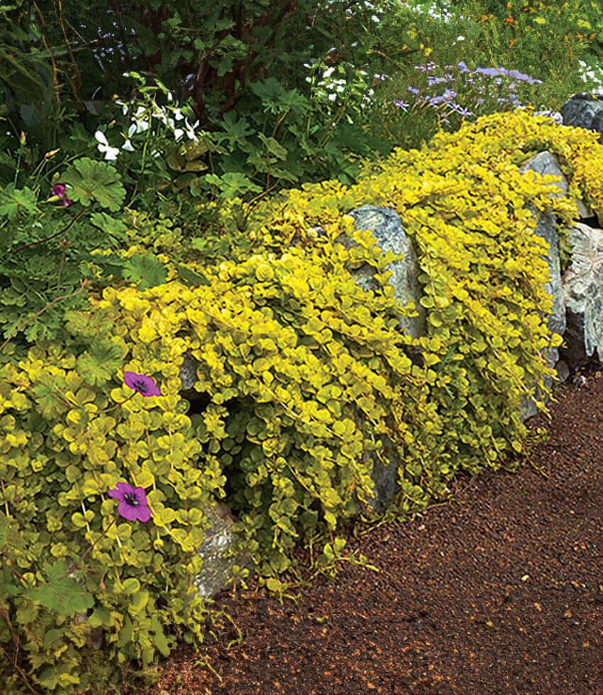 Lysimachia Nummularia - Aurea Golden Pennywort Grow Organic